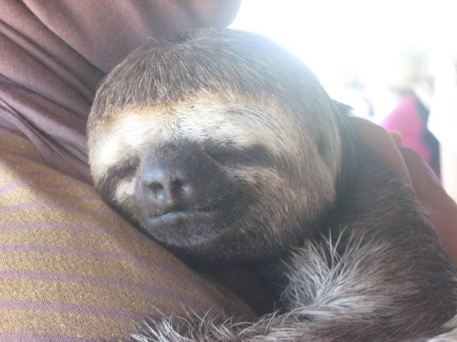 br-animals-sloth3