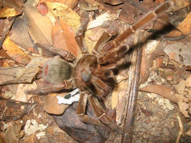 br-animals-tarantula5
