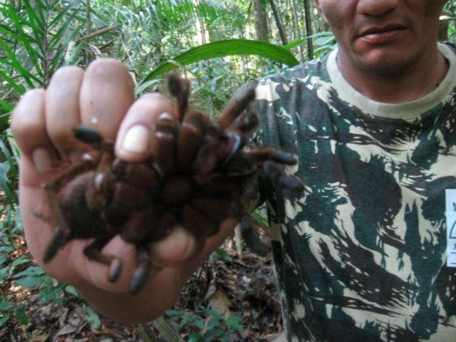 br-animals-tarantula7