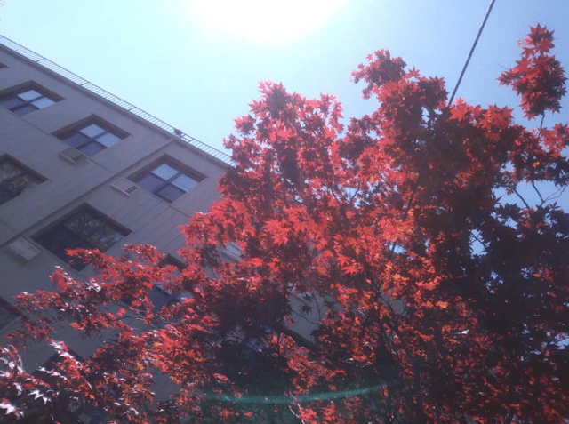 Screen Shot 2020-04-23 at 10.26.25 AM